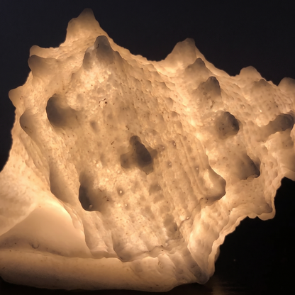 Close view of the Marin conch lit from within, light glowing unevenly through the cast wall